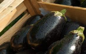 Organic eggplants from Geneva GRTA