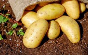 BIO Kartoffeln Doria