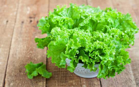 Organic green batavia lettuce