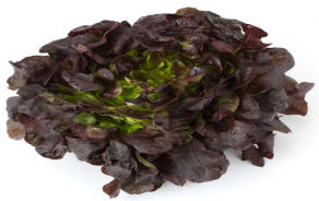 BIO Eichblatt-Salat rot