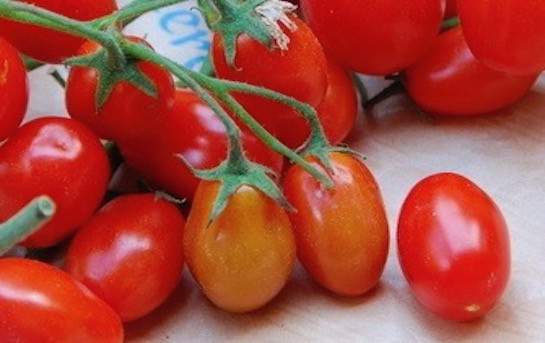 Datterino tomatoes
