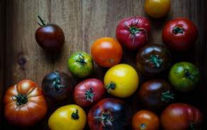 BIO Tomaten gemischt