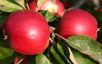 Äpfel Primerouge