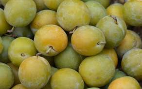 Greengage prunes