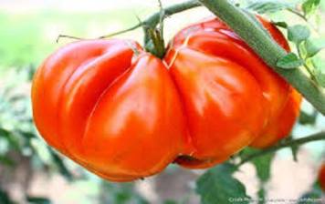Tomaten Ochsenherz BIO