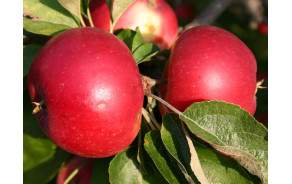Pommes Primerouge GRTA