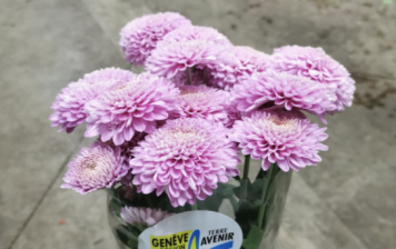 Bouquet de chrysanthèmes GRTA