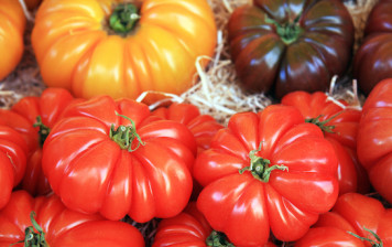 Tomates Marmandes Jaunes ou Noires GRTA