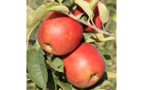 Pommes Fuji GRTA