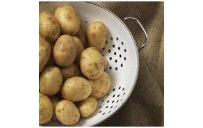 Pommes de terre BIO Suisse Charlotte lot(s)  500 Gr