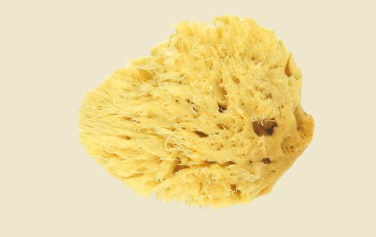 Eponge naturelle