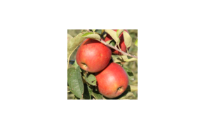 Pommes Pinova GRTA